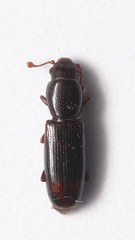 Rhizophagus bipustulatus