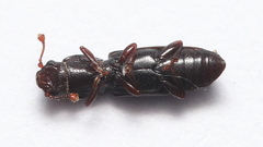 Rhizophagus bipustulatus