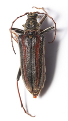 Oxymirus cursor
