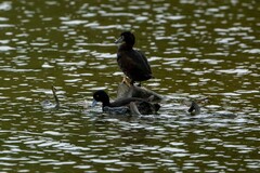 Aythya novaeseelandiae