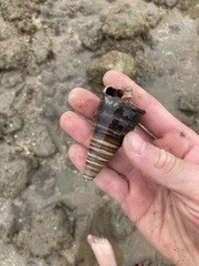 Telescopium telescopium