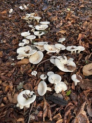 Melanoleuca verrucipes