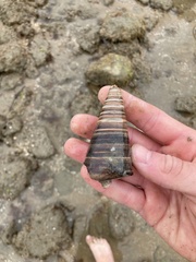 Telescopium telescopium