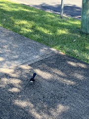 Rhipidura leucophrys