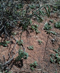 Dipcadi ciliare