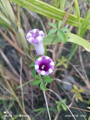 Ipomoea cairica