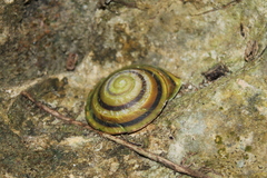 Caracolus sagemon