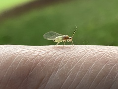 Macrosiphum