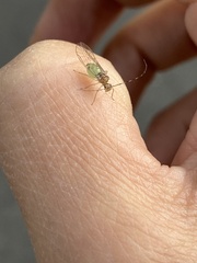 Macrosiphum