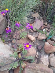 Senecio arenarius