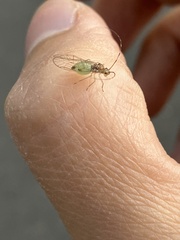 Macrosiphum