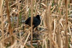 Fulica atra australis