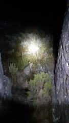 Pronolagus saundersiae