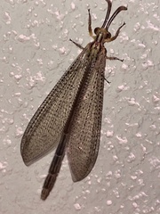 Brachynemurus