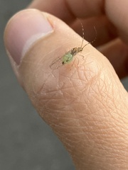 Macrosiphum
