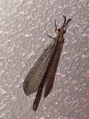 Brachynemurus