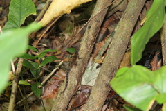 Anolis allogus