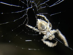 Eriophora