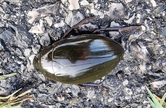 Hydrophilus