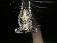 Eriophora