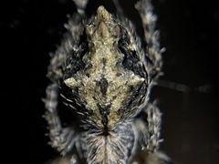 Eriophora