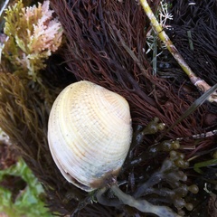 Katelysia rhytiphora