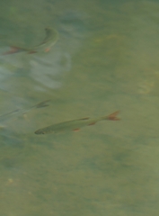 Scardinius erythrophthalmus