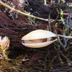 Katelysia rhytiphora