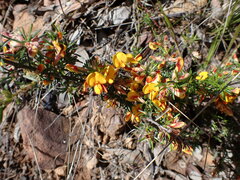 Pultenaea cinerascens