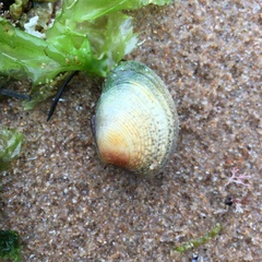 Katelysia rhytiphora