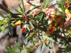 Pultenaea cinerascens