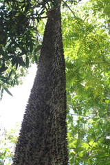 Ceiba