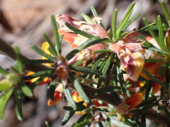 Pultenaea cinerascens