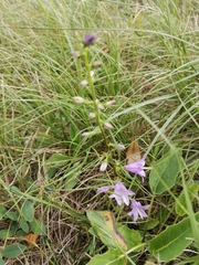 Campanula bononiensis