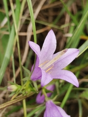 Campanula bononiensis