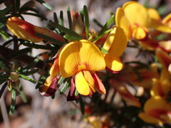 Pultenaea cinerascens