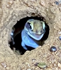 Rhynchoedura ornata