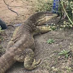 Varanus panoptes panoptes