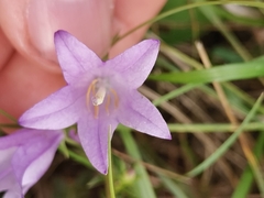 Campanula bononiensis