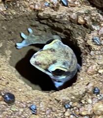 Rhynchoedura ornata