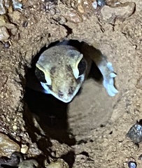 Rhynchoedura ornata