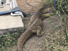 Varanus panoptes panoptes