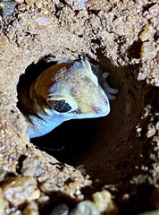 Rhynchoedura ornata