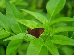Caltoris cormasa