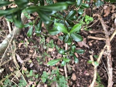 Psychotria daphnoides