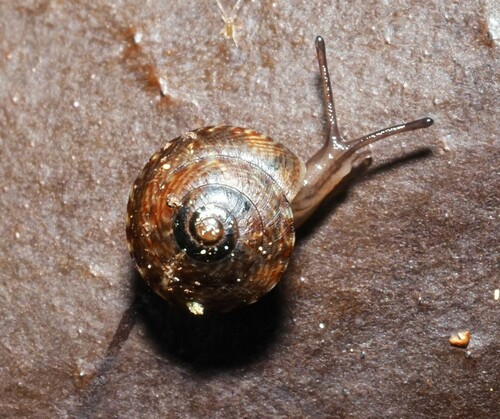 Laoma mariae, 2022-09-06