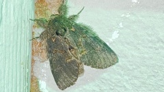 Peridea angulosa