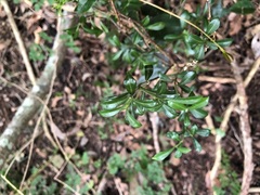 Psychotria daphnoides