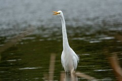 Ardea alba modesta