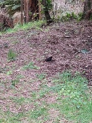 Turdus merula merula